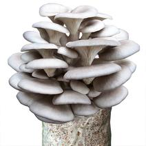 泽海食用菌蘑菇种植包平菇菌包种蘑菇食用菌菌种家庭种植蘑菇