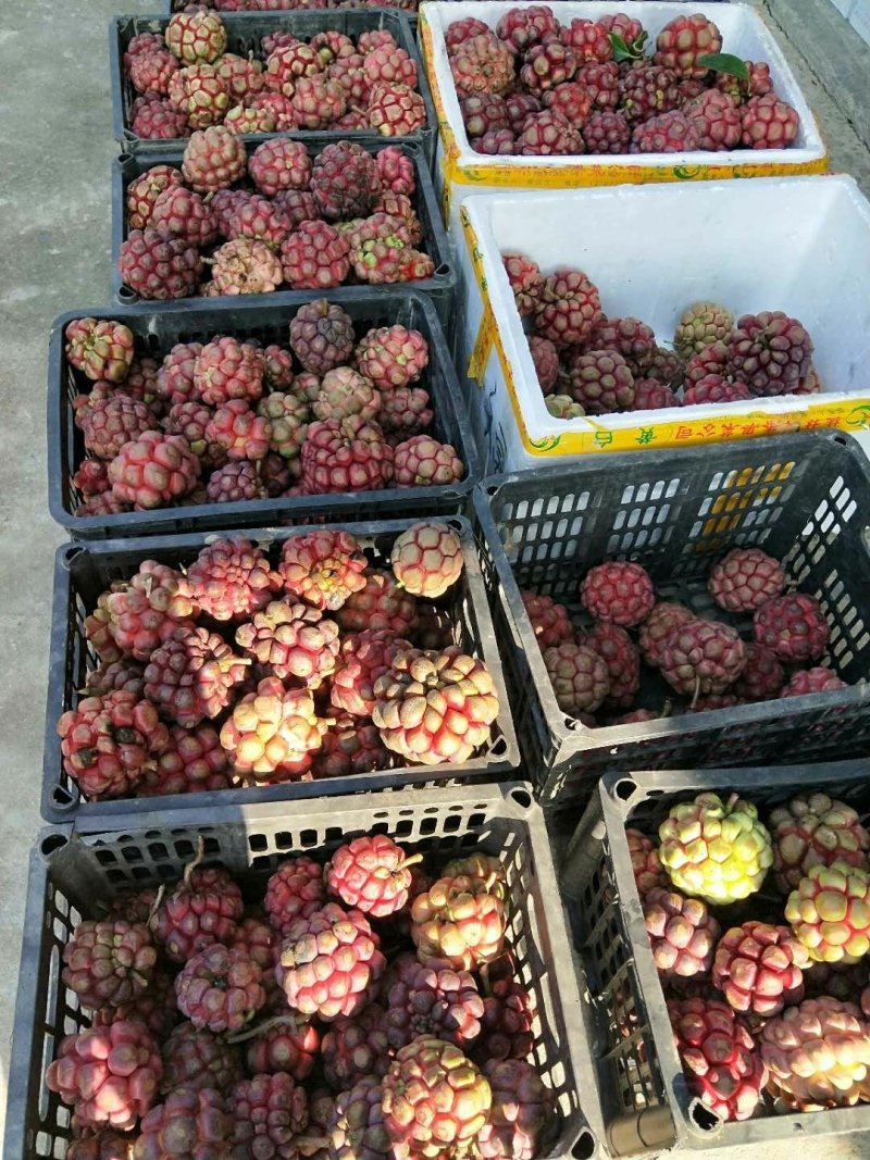 黑老虎