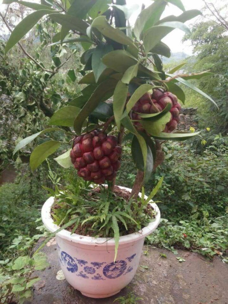 黑老虎
