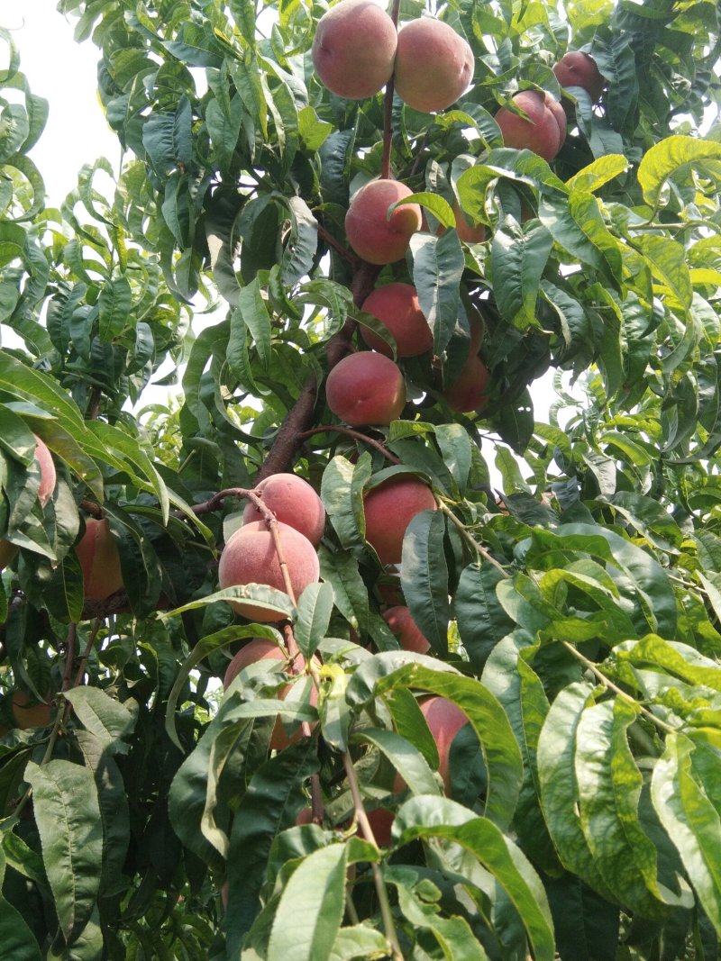 河北省辛集市桃子品种多样