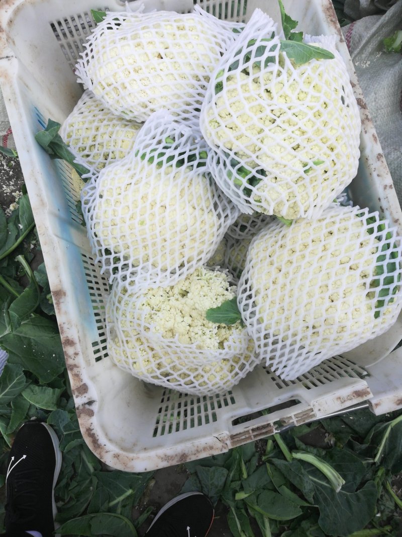 坝上张北青梗散花大量供应，欢迎新老客户光临