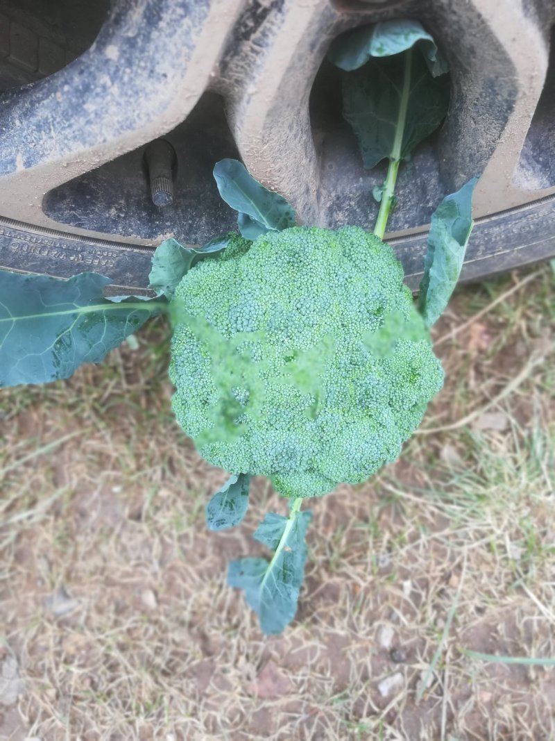 张北优质西兰花大量供应，可以持续到十月中旬