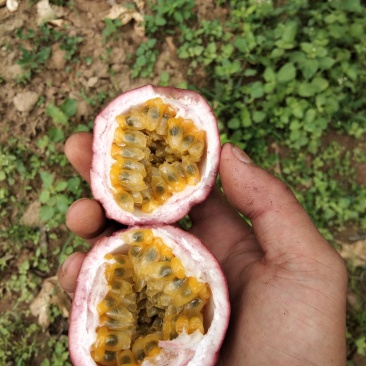 百香果酸酸甜甜好汁味