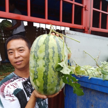 老河口市，露天西农八号坡地瓜，自生苗皮亮，糖份十四左右！