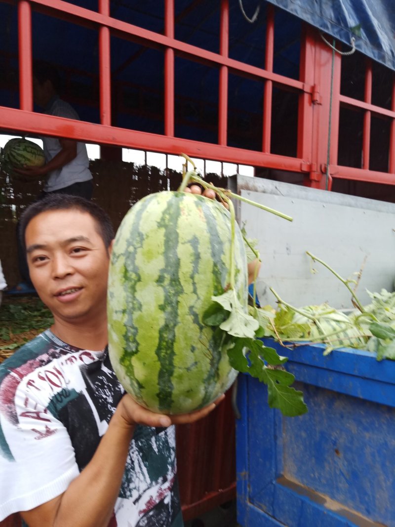 老河口市，露天西农八号坡地瓜，自生苗皮亮，糖份十四左右！