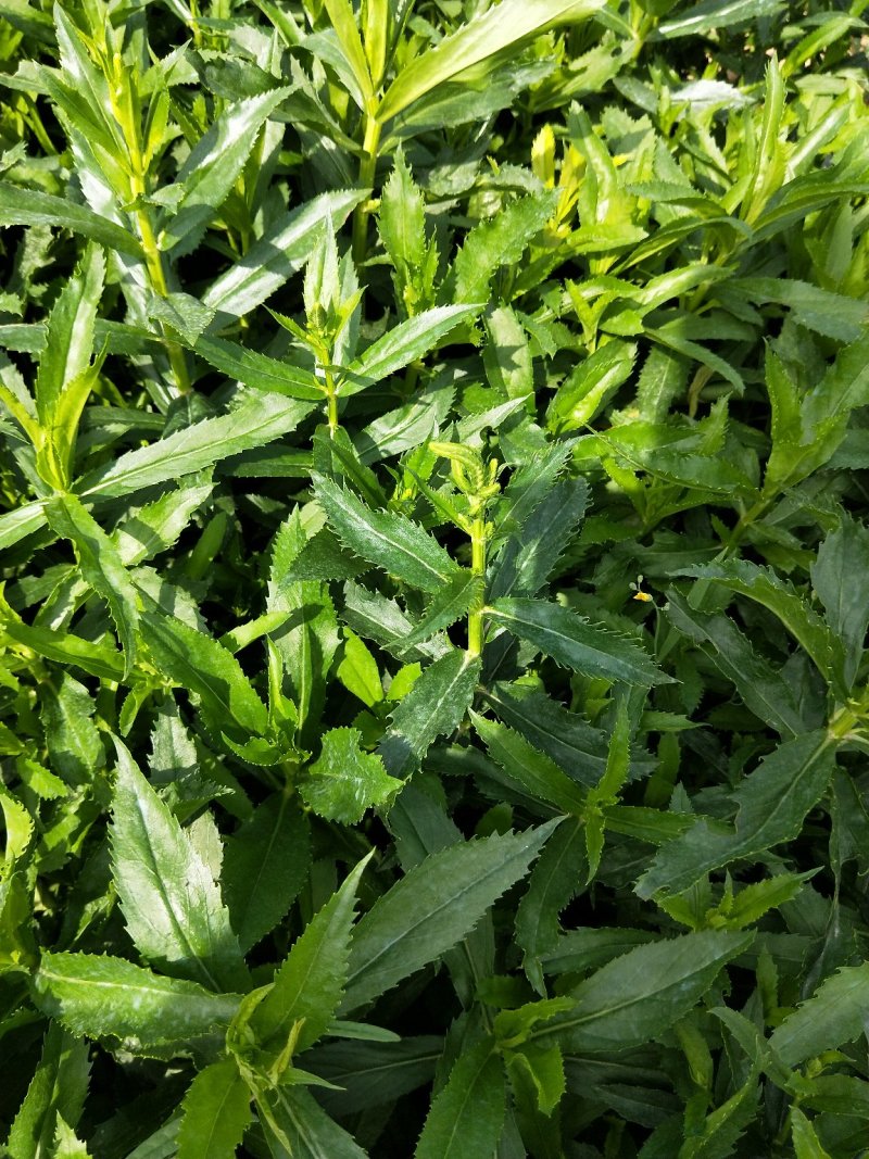 假龙头优质随意草产地直发欢迎实地看货