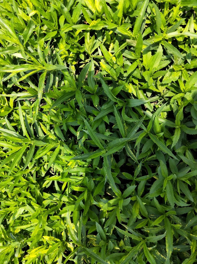 假龙头优质随意草产地直发欢迎实地看货