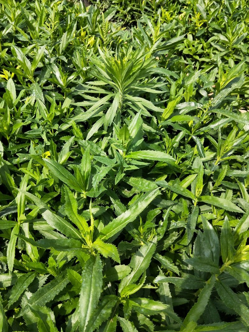 假龙头优质随意草产地直发欢迎实地看货