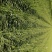 陕西渭南甜王西瓜大量现货，8斤打底，精品货源视屏看货。