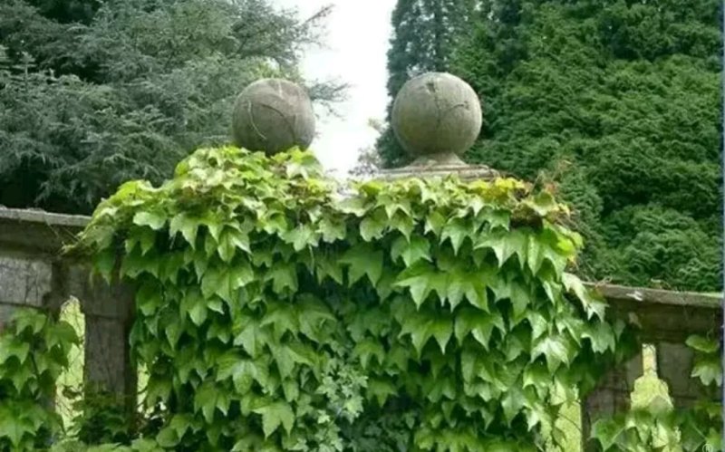 爬山虎苗爬藤小苗包成活包技术死苗免费补发