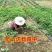 爬山虎苗爬藤小苗包成活包技术死苗免费补发