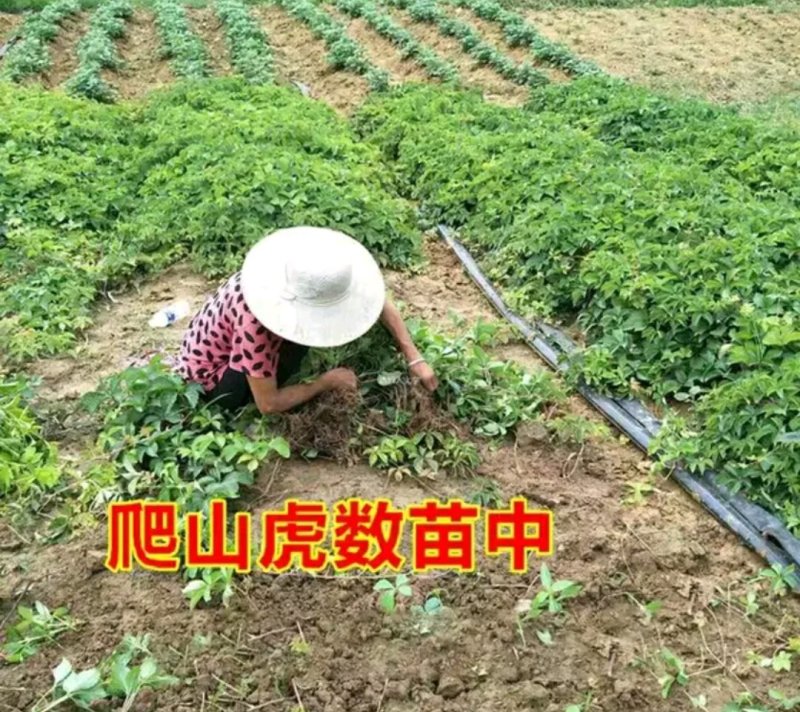 爬山虎苗爬藤小苗包成活包技术死苗免费补发