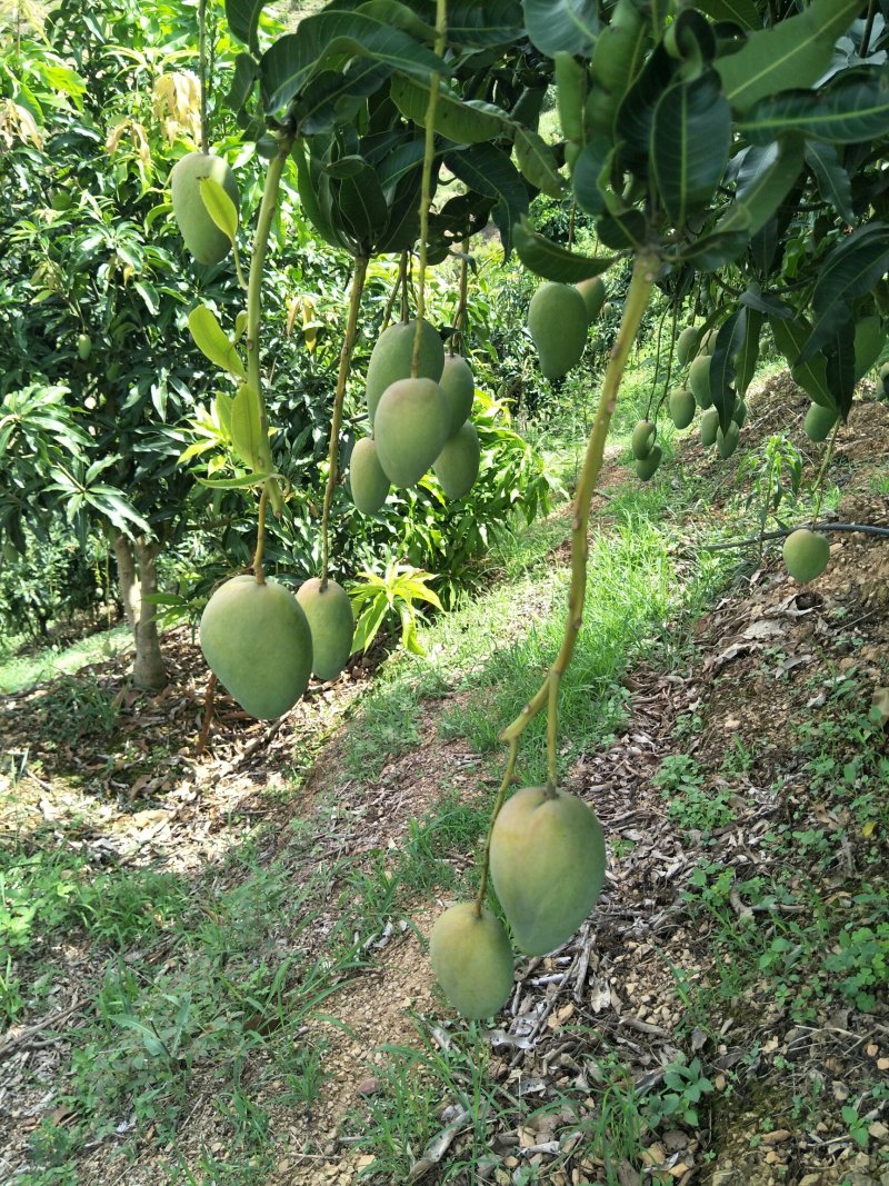 台农芒果