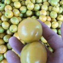 基地直销珍珠油杏树苗批发1-3-5公分杏树苗价格多少钱