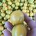 基地直销珍珠油杏树苗批发1-3-5公分杏树苗价格多少钱