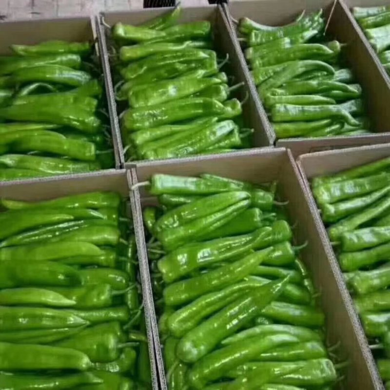 陕西榆林定边牛角椒产地直发一手货源批发品质保证价格美丽