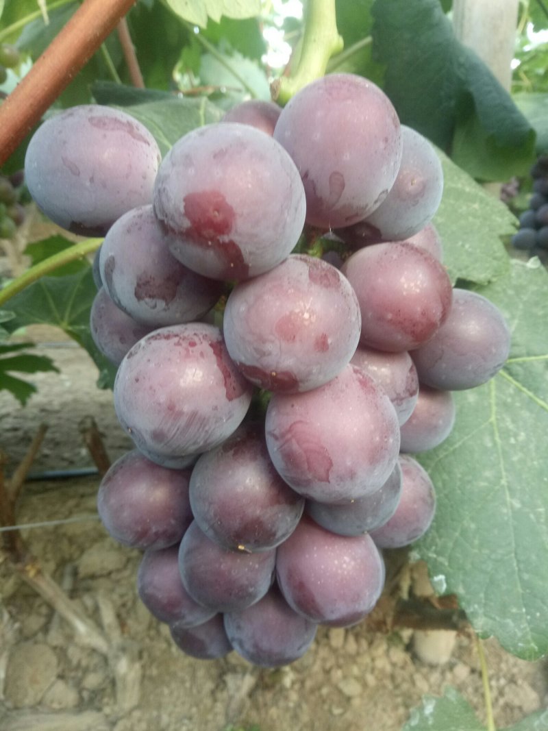 乒乓球葡萄，粒大，甜度高，价格便宜