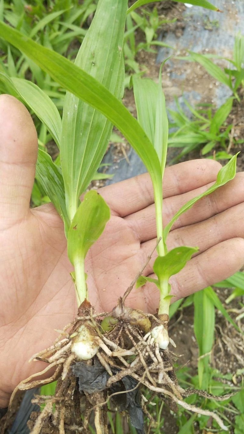 紫花三叉大白芨直播苗野生苗组培苗块茎苗供应