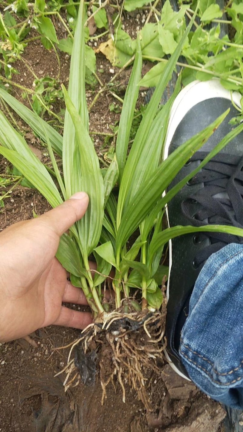 紫花三叉大白芨直播苗野生苗组培苗块茎苗供应