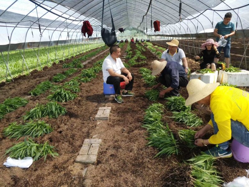 紫花三叉大白芨直播苗野生苗组培苗块茎苗供应