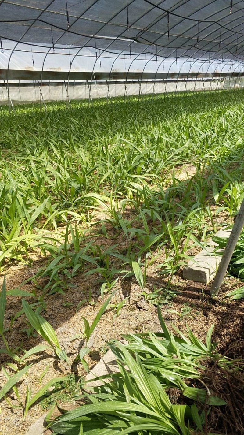 紫花三叉大白芨直播苗野生苗组培苗块茎苗供应