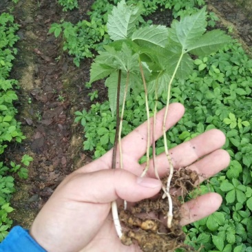 竹节人参野生三七白三七竹节三七野生种苗品种好