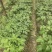 竹节人参野生三七白三七竹节三七野生种苗品种好