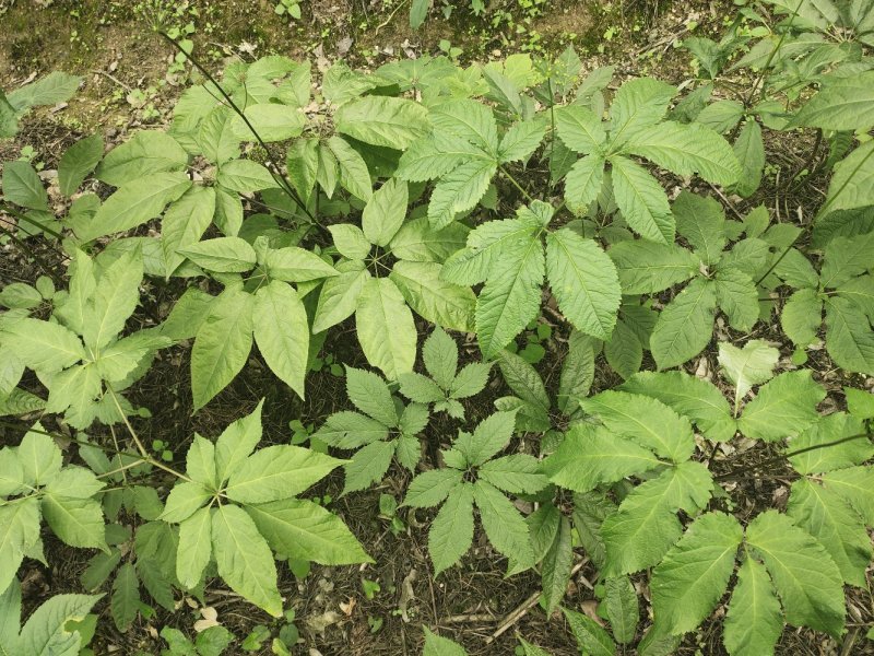 竹节人参野生三七白三七竹节三七野生种苗品种好
