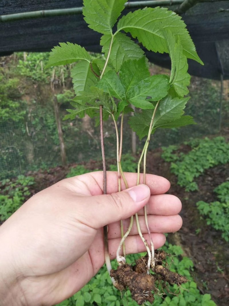 竹节人参野生三七白三七竹节三七野生种苗品种好
