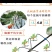 滴箭花卉、果树滴灌,距离可定制,有单箭、双箭、四箭