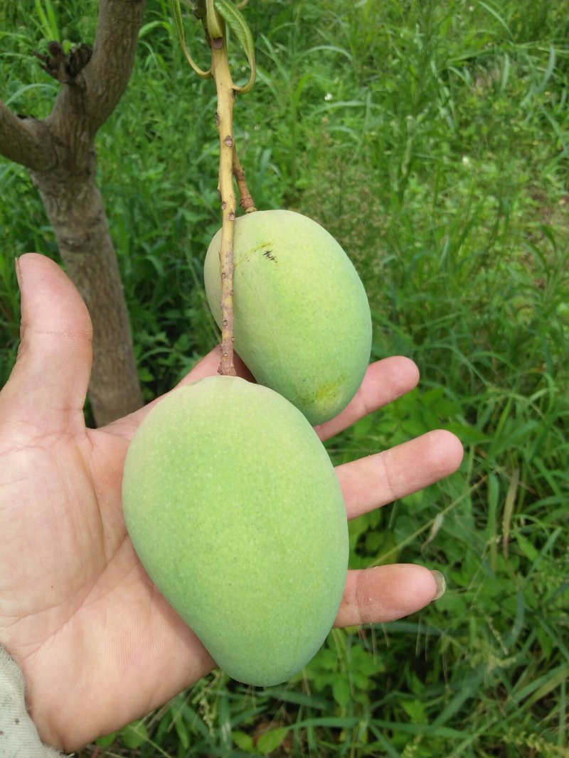 小台芒