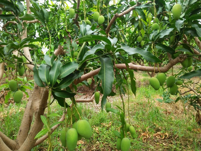 小台芒