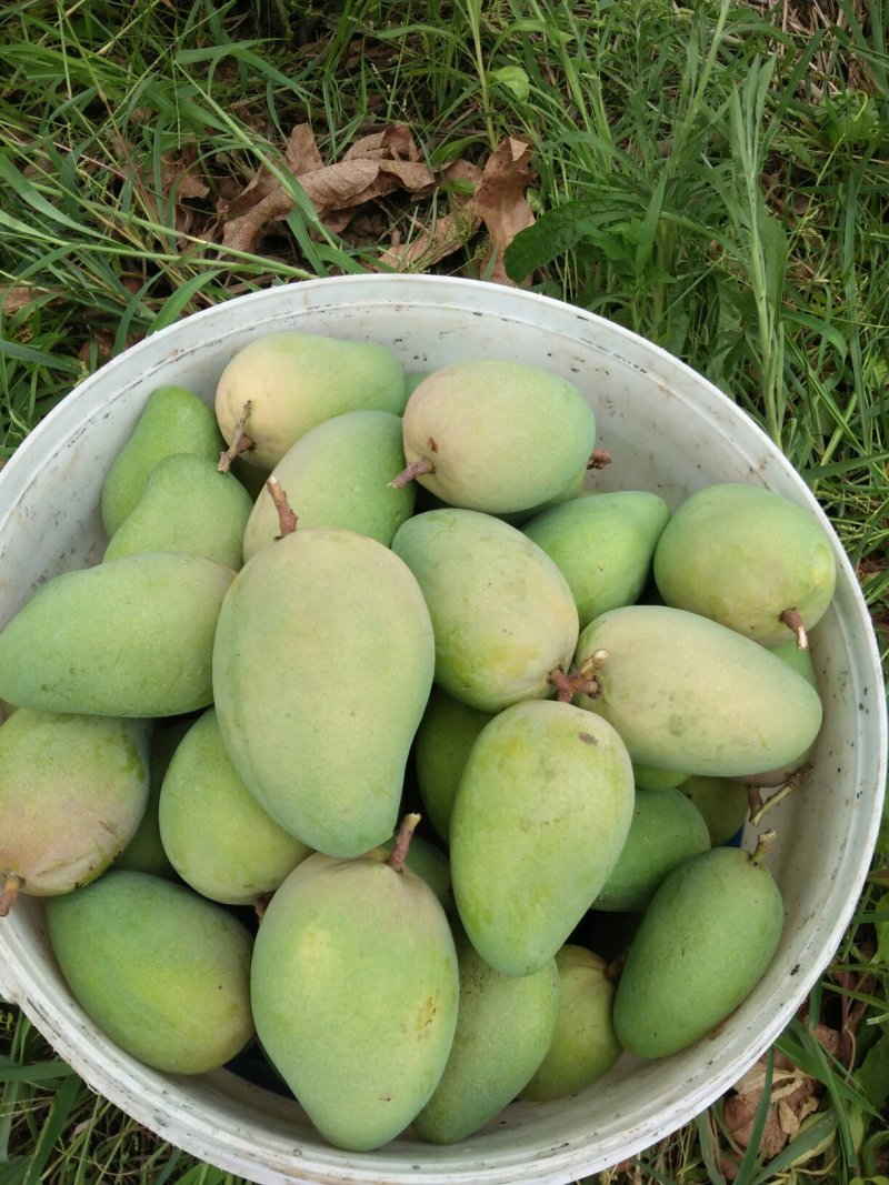 小台芒