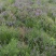 黄芩育种改良基地