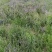 黄芩育种改良基地
