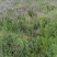 黄芩育种改良基地