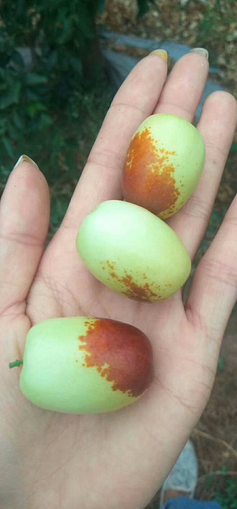 冬枣。金丝小枣。