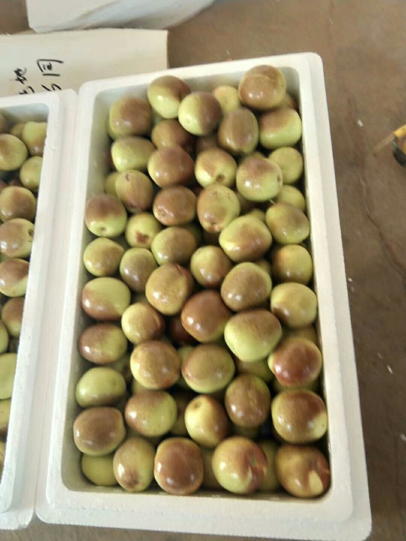 冬枣。金丝小枣。