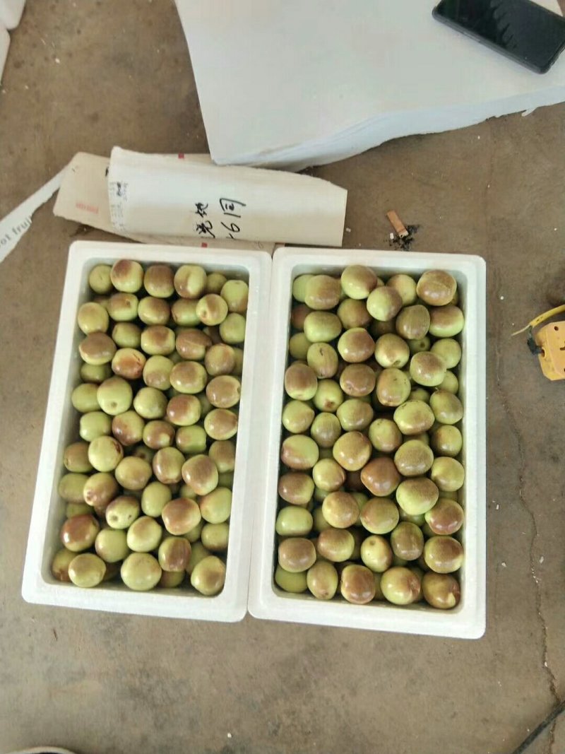 冬枣。金丝小枣。