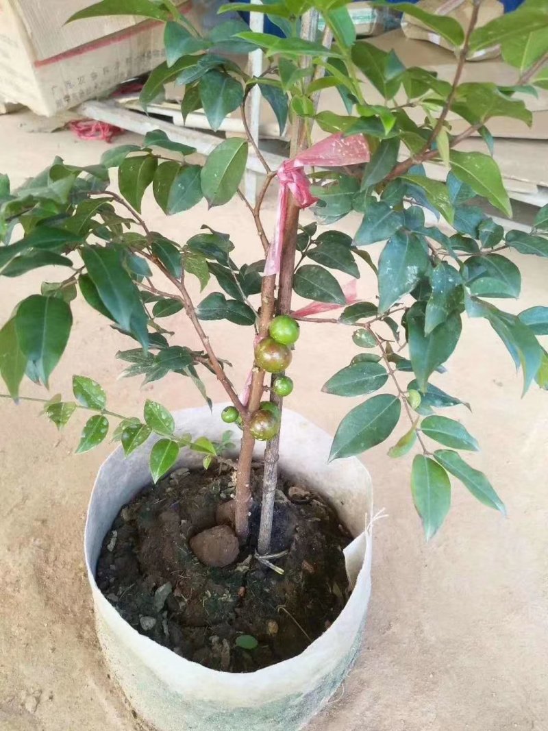 嘉宝果苗台湾四季早生红妃艾斯卡红猩树葡萄苗珍稀名贵盆栽果