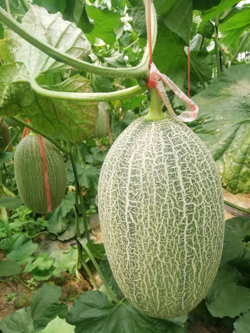 西州蜜甜瓜，小蜜二十五3斤以上长圆形，货源充足，