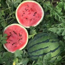 直苗甜王西瓜🍉