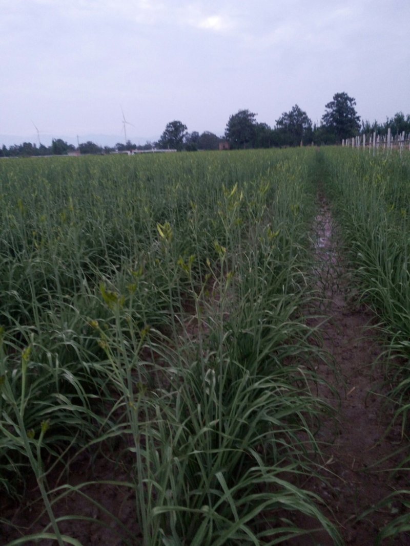 万亩沙地黄花菜加工大菜上市