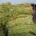 山东果庄优质长豆角大量上市从中等货到高等货都有