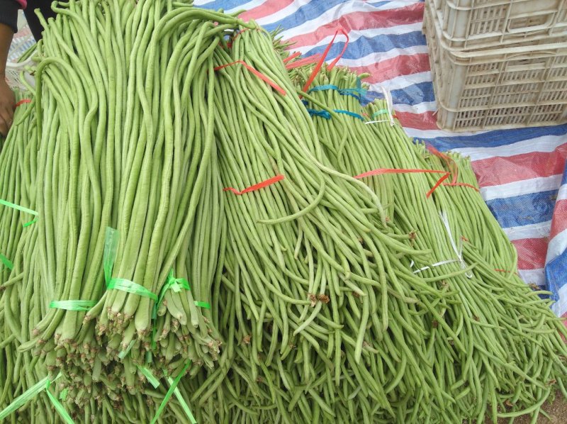 山东果庄优质长豆角大量上市从中等货到高等货都有