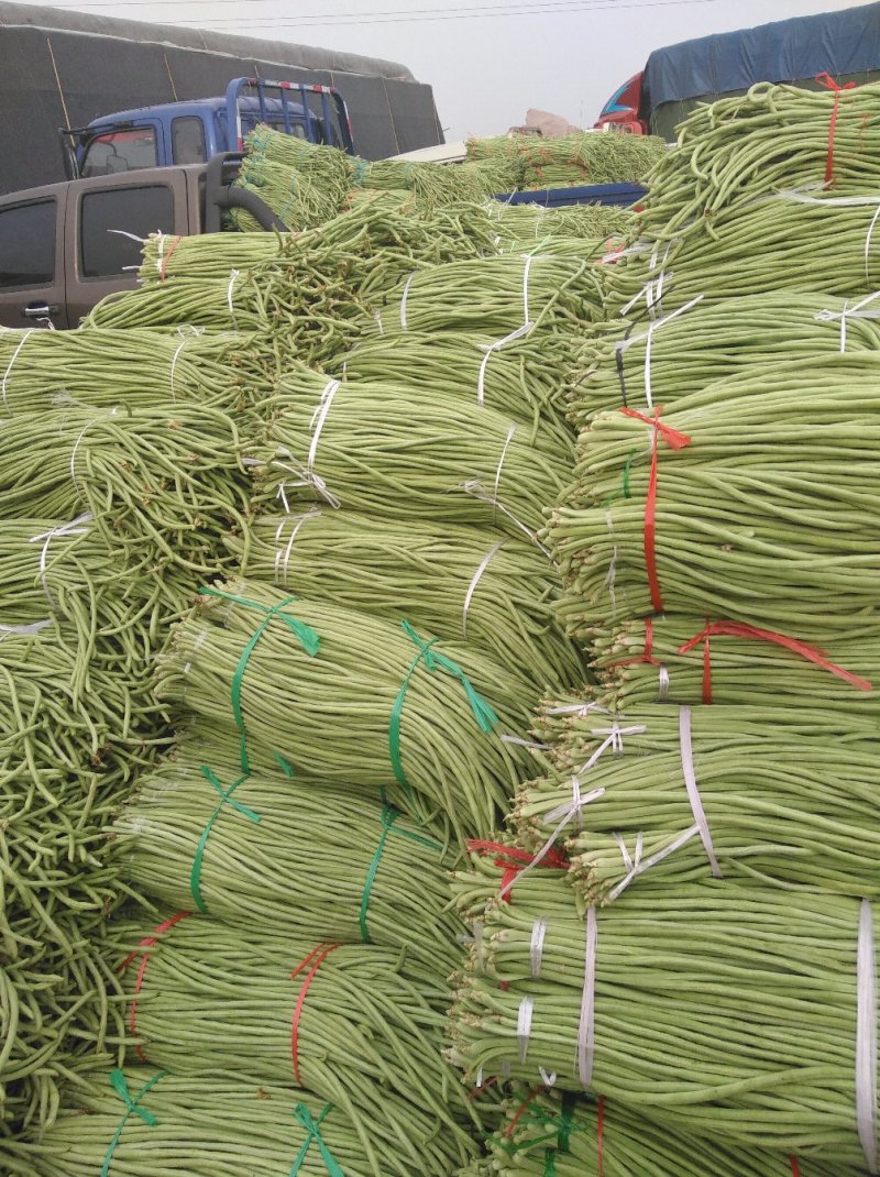 山东果庄优质长豆角大量上市从中等货到高等货都有
