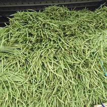山东莒县优质精品长豆角长度50厘米以上，质量很好