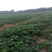 全明星草莓苗基地直销，大量批发，提供种植