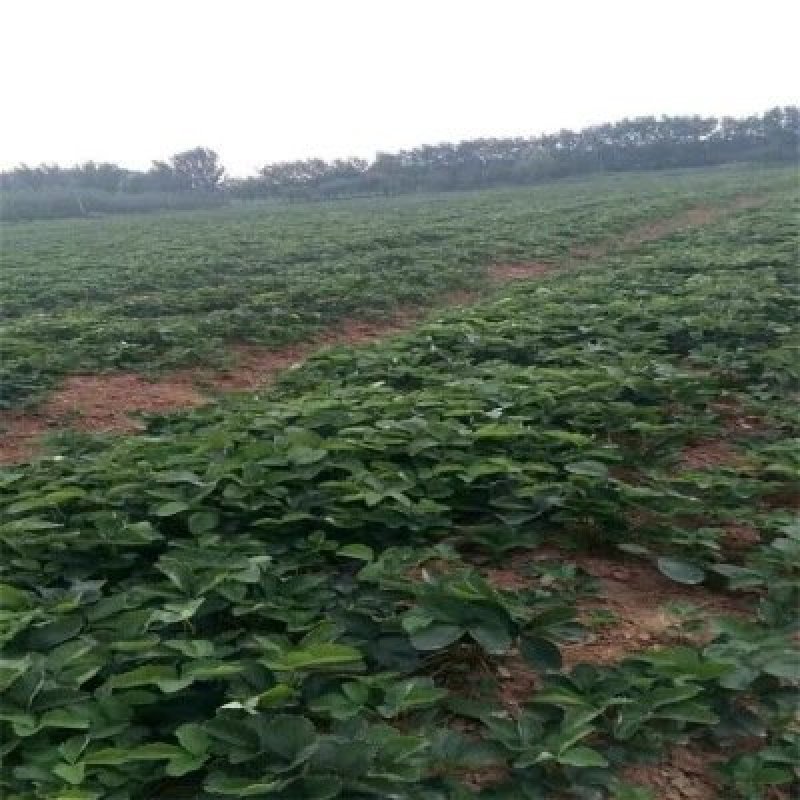 全明星草莓苗基地直销，大量批发，提供种植