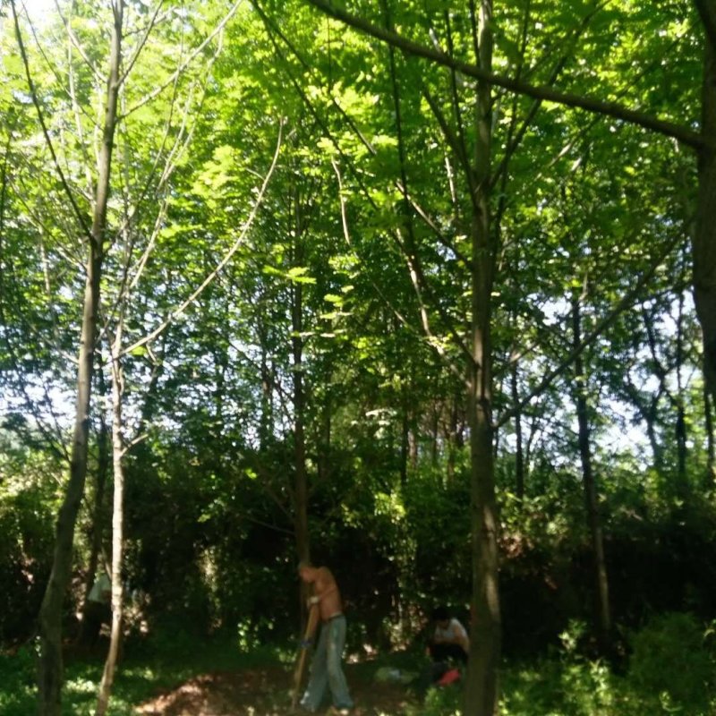 湖北枫杨10到18公分，发冒，全冠基地直销